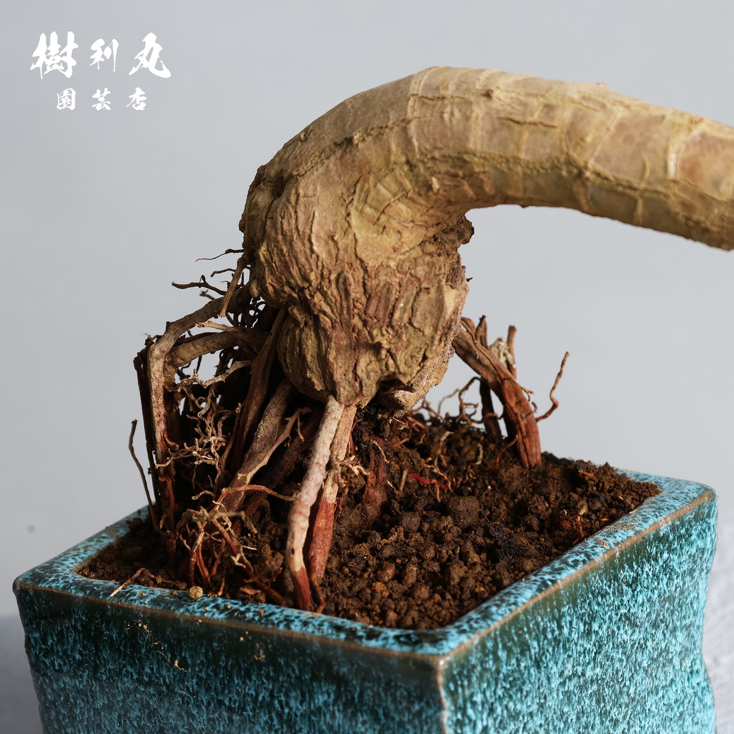 迷いの中でも、真っすぐ - ユッカ