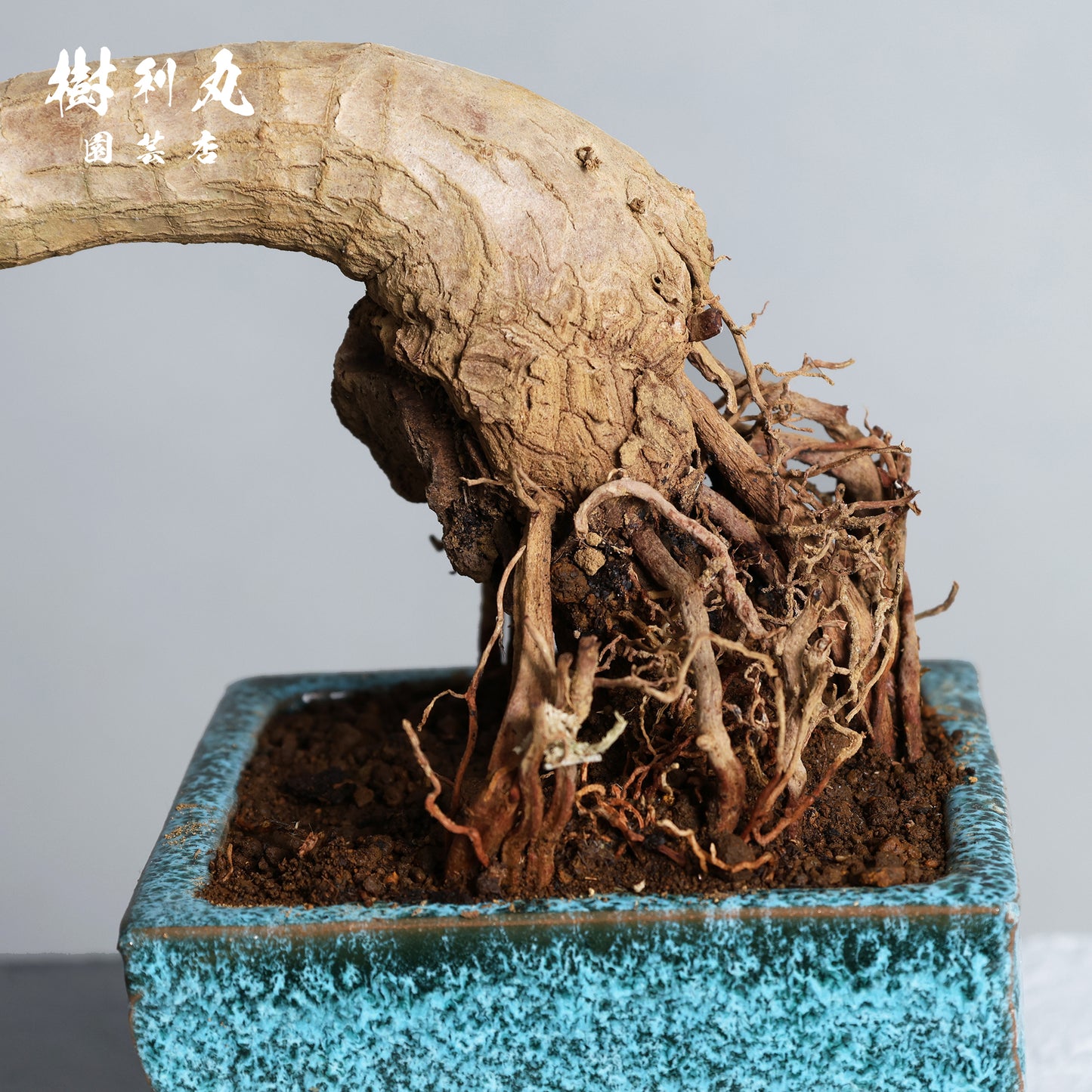 迷いの中でも、真っすぐ - ユッカ