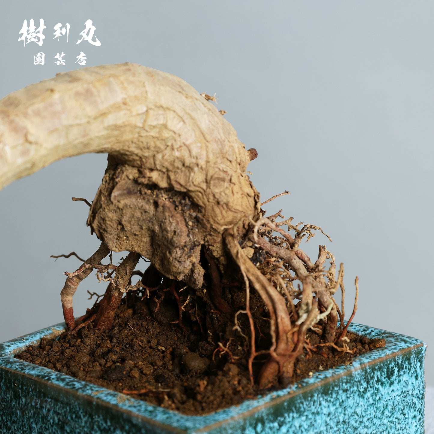 迷いの中でも、真っすぐ - ユッカ