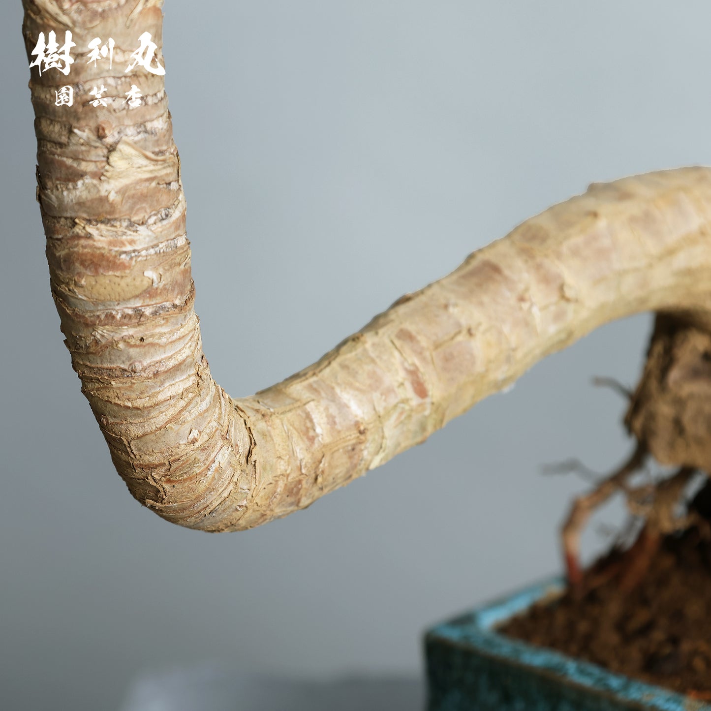 迷いの中でも、真っすぐ - ユッカ