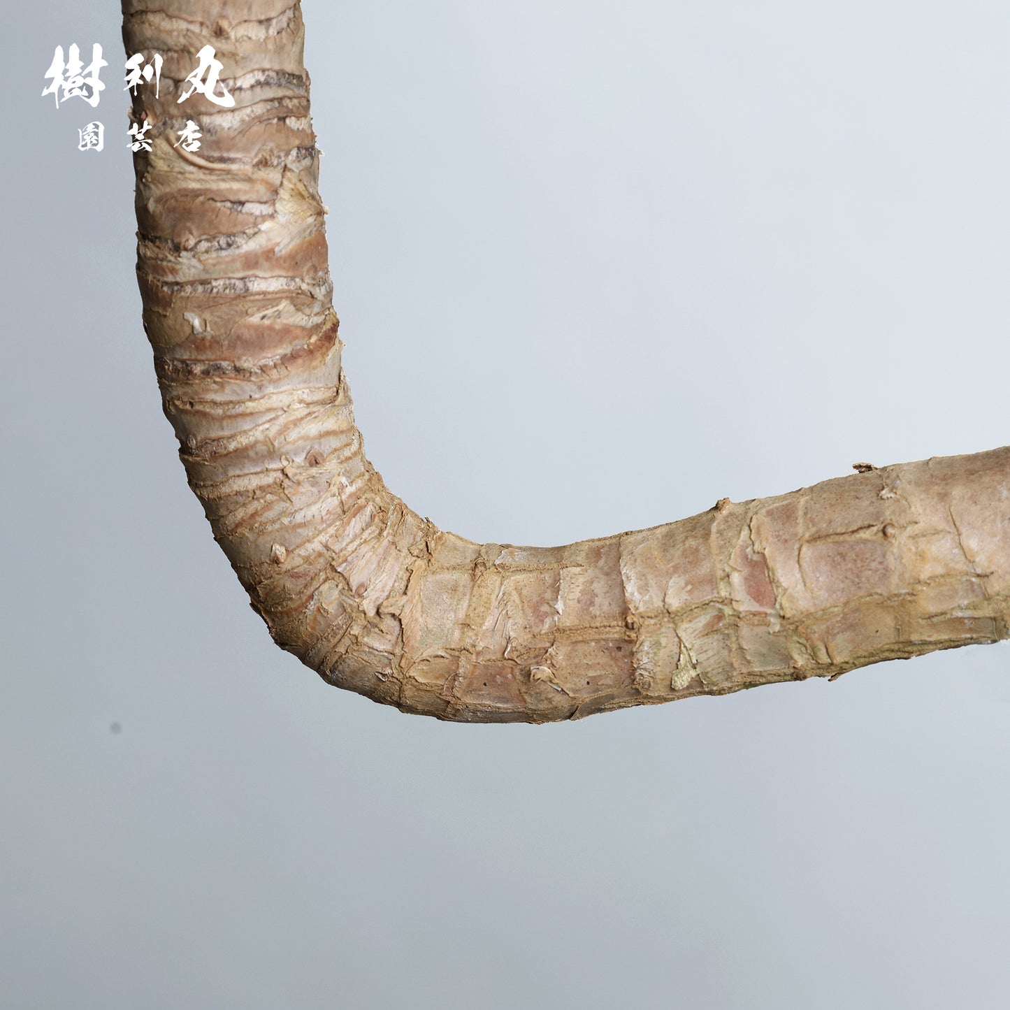 迷いの中でも、真っすぐ - ユッカ