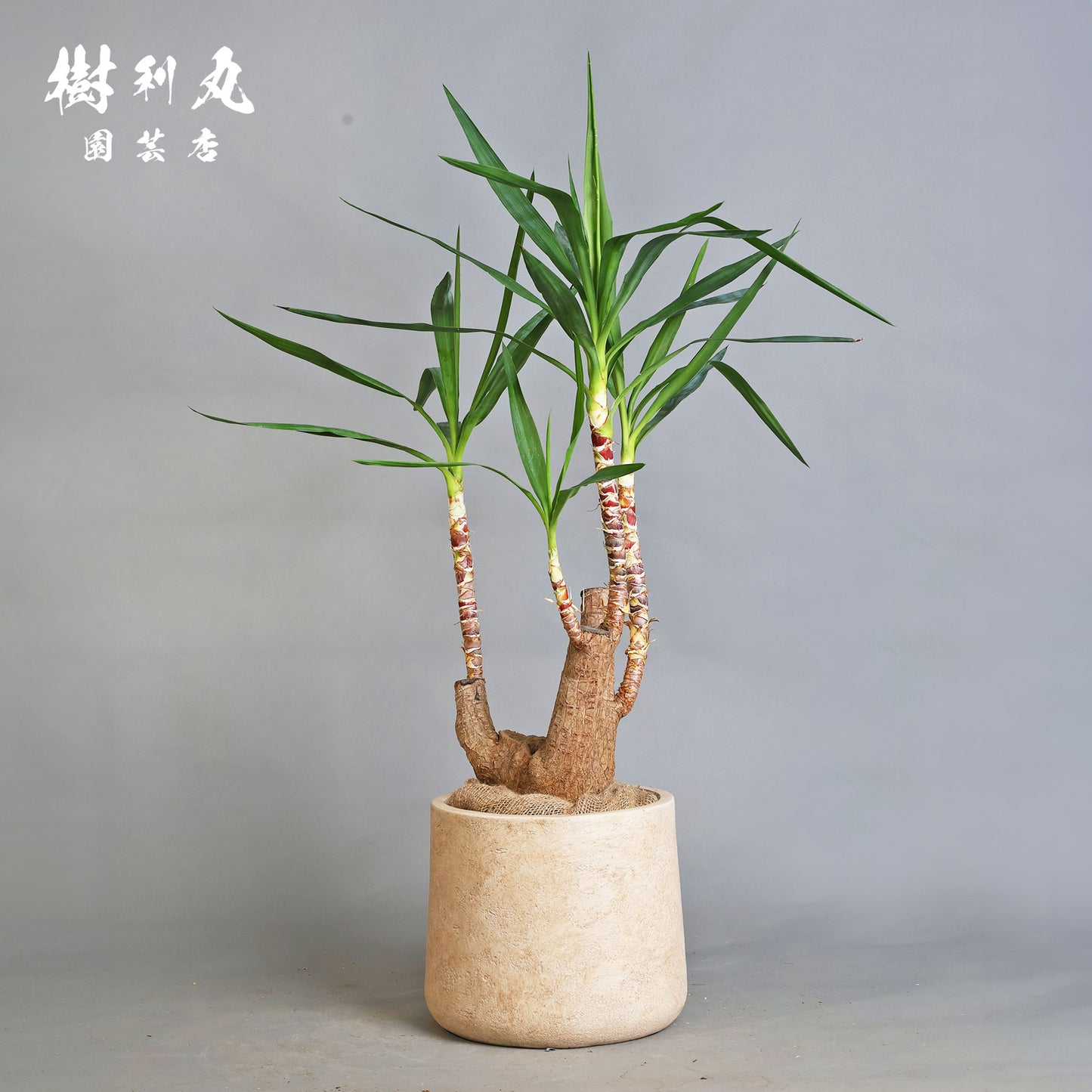 逆風を糧に - ユッカ