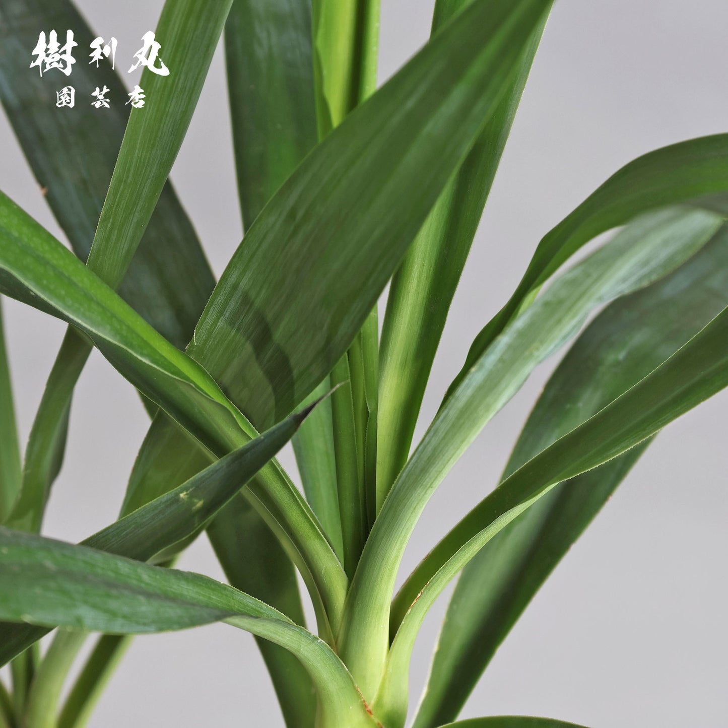 逆風を糧に - ユッカ