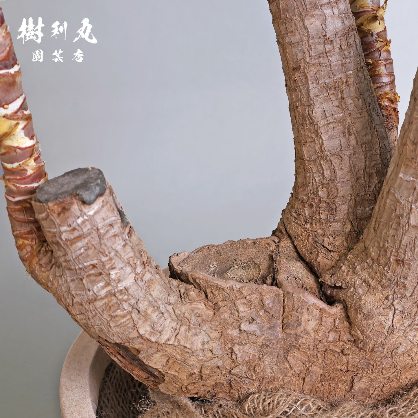 逆風を糧に - ユッカ