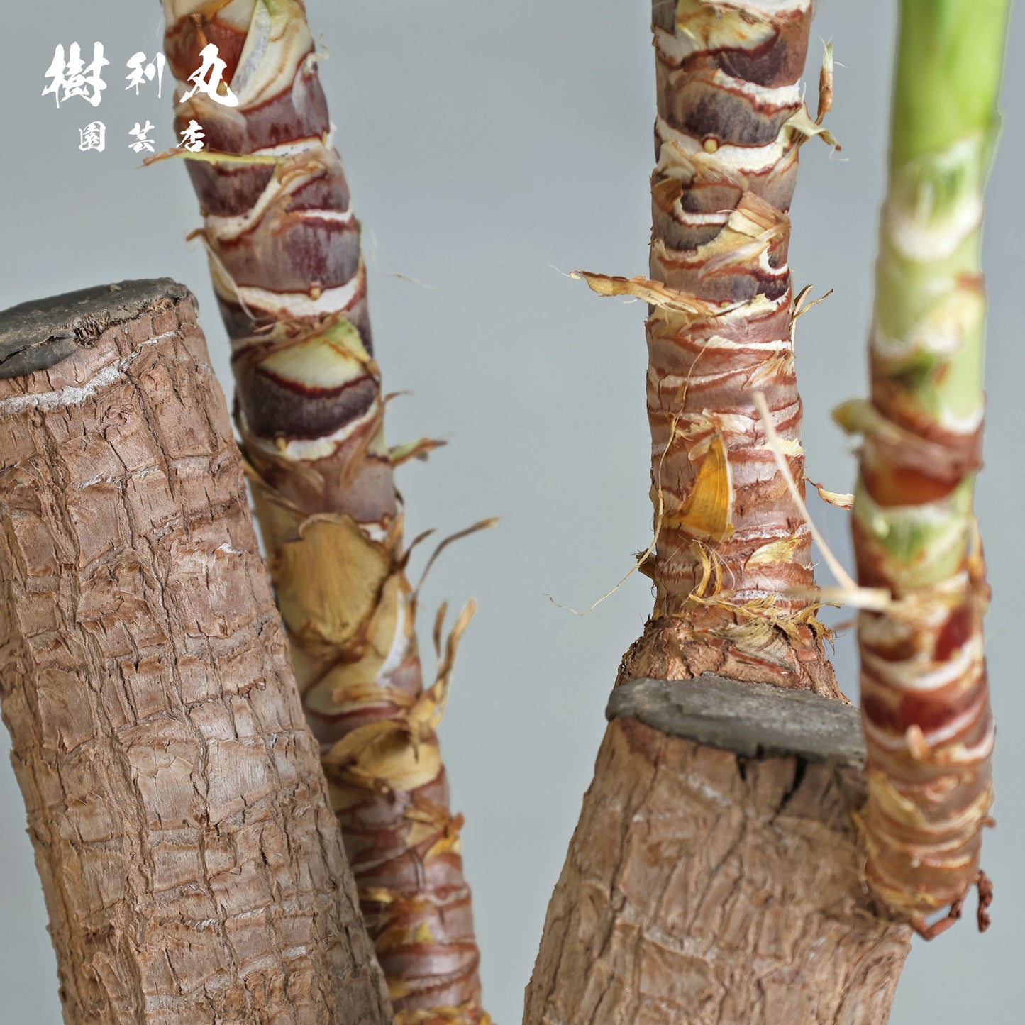 逆風を糧に - ユッカ