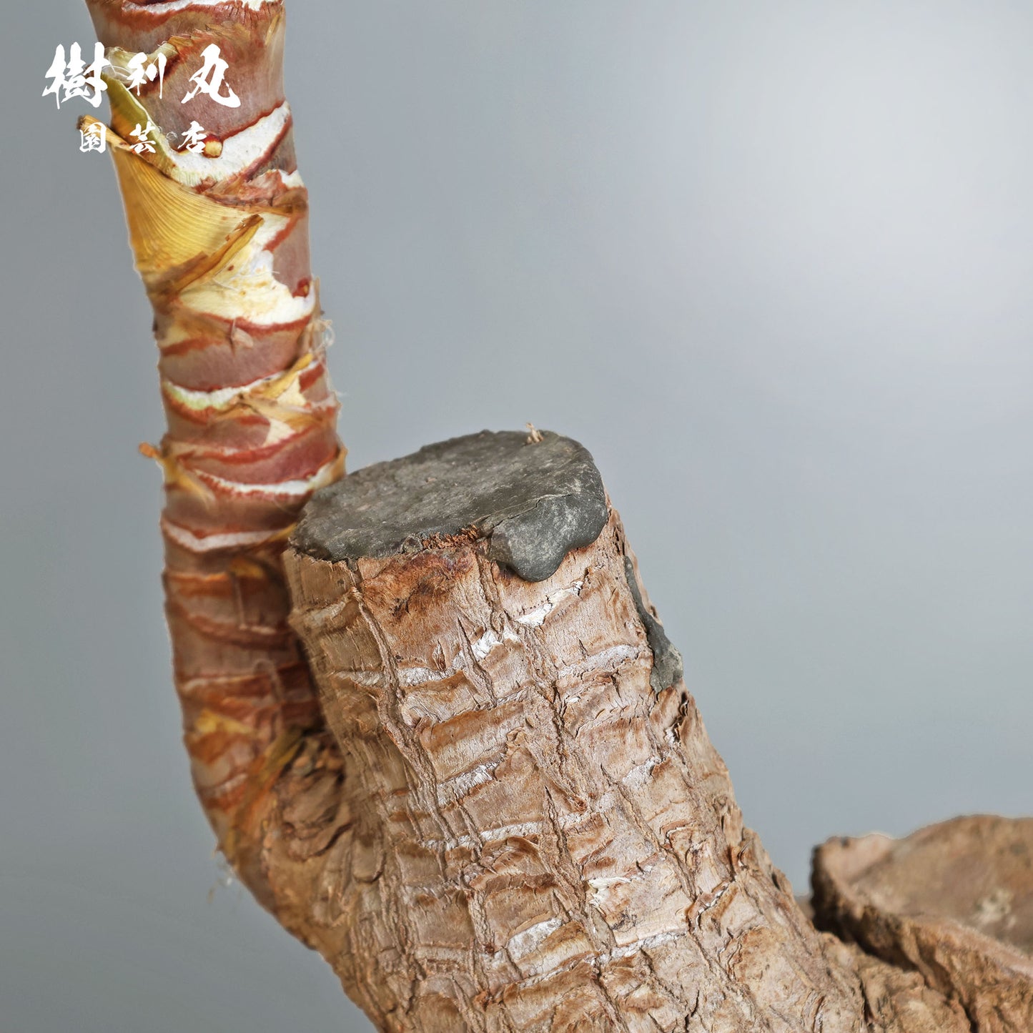 逆風を糧に - ユッカ