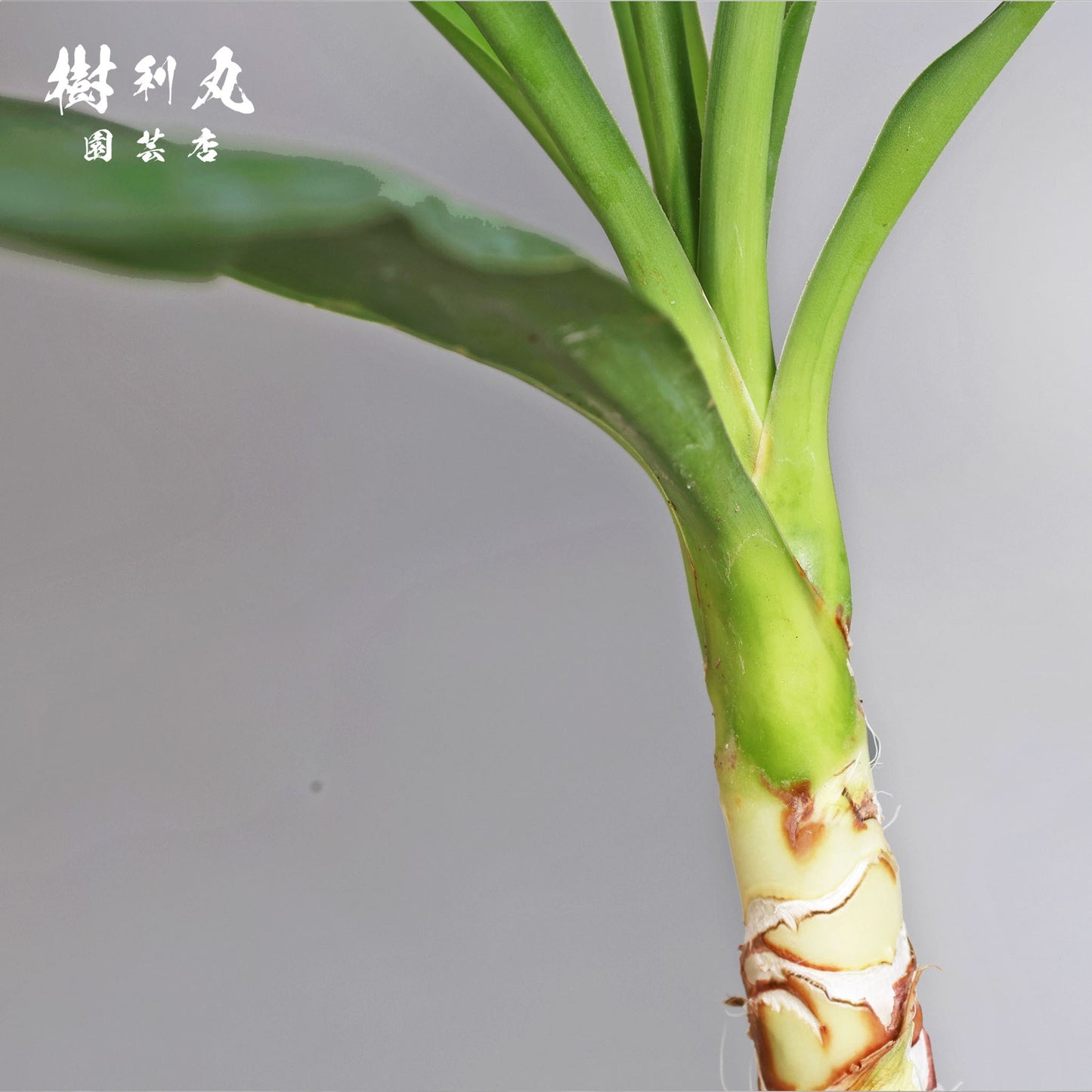 逆風を糧に - ユッカ