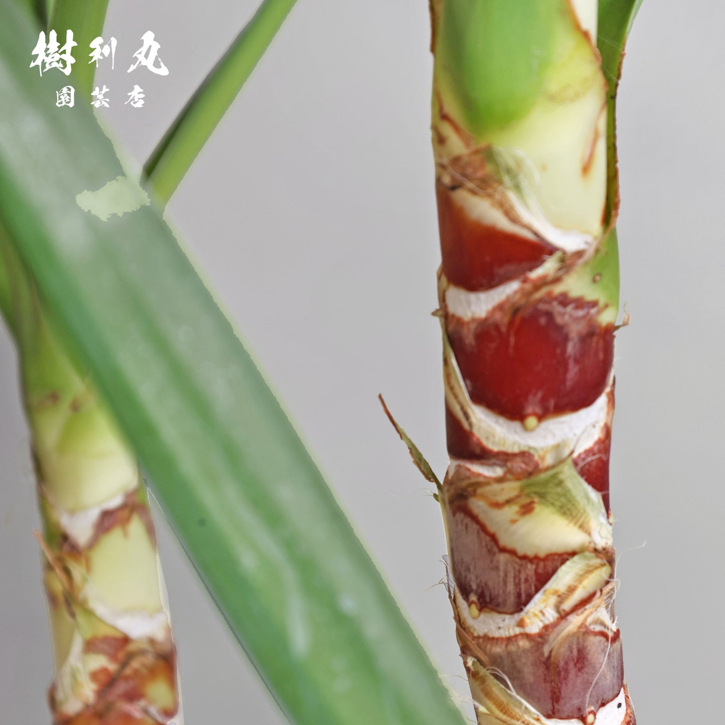 逆風を糧に - ユッカ