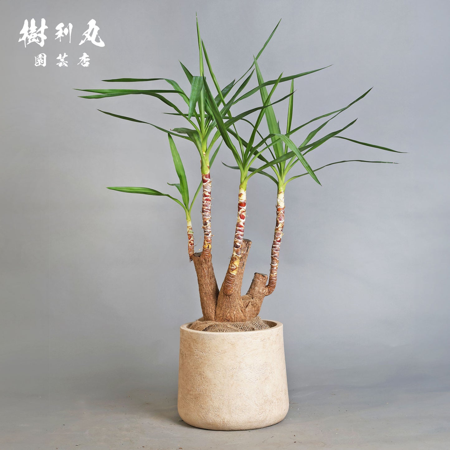 逆風を糧に - ユッカ