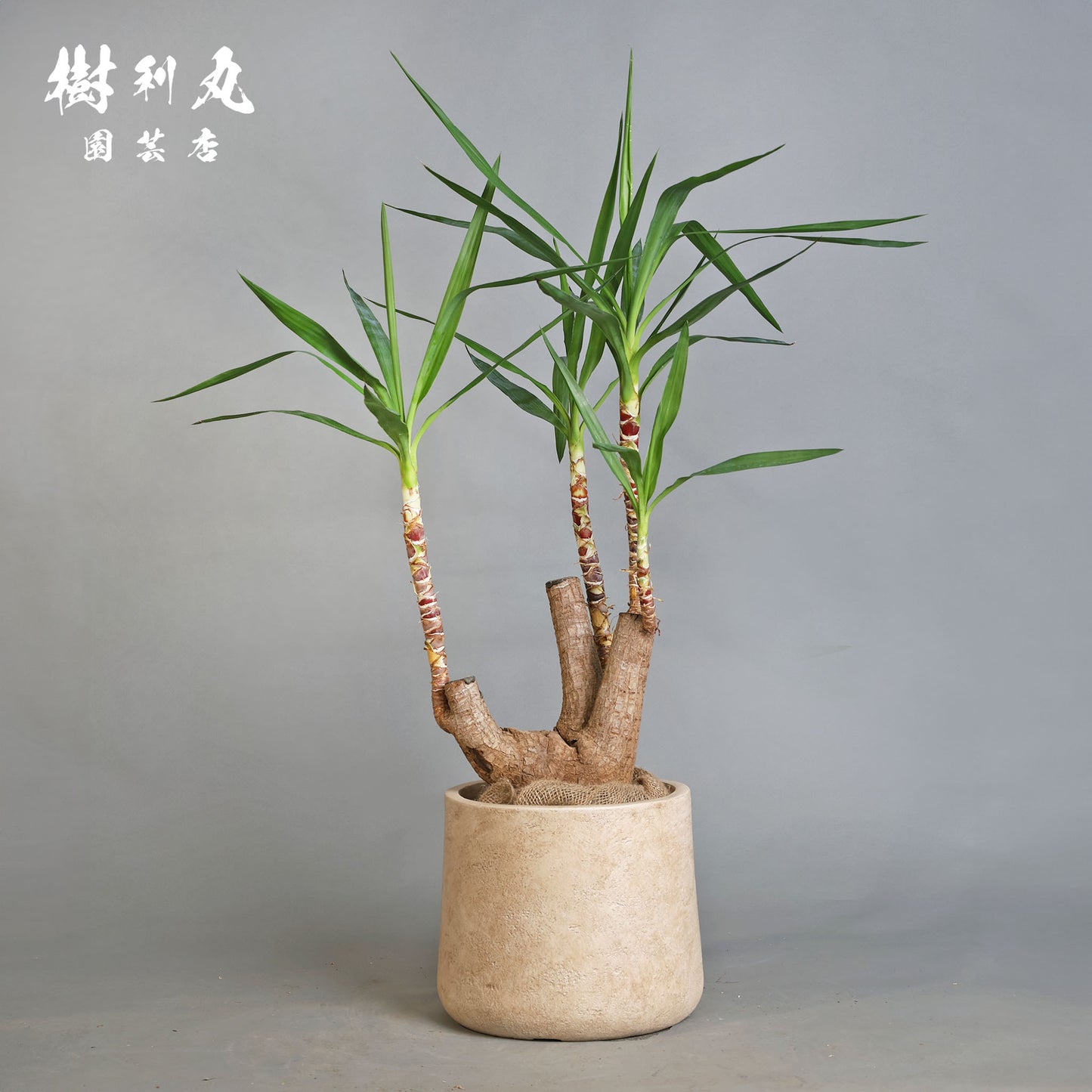 逆風を糧に - ユッカ