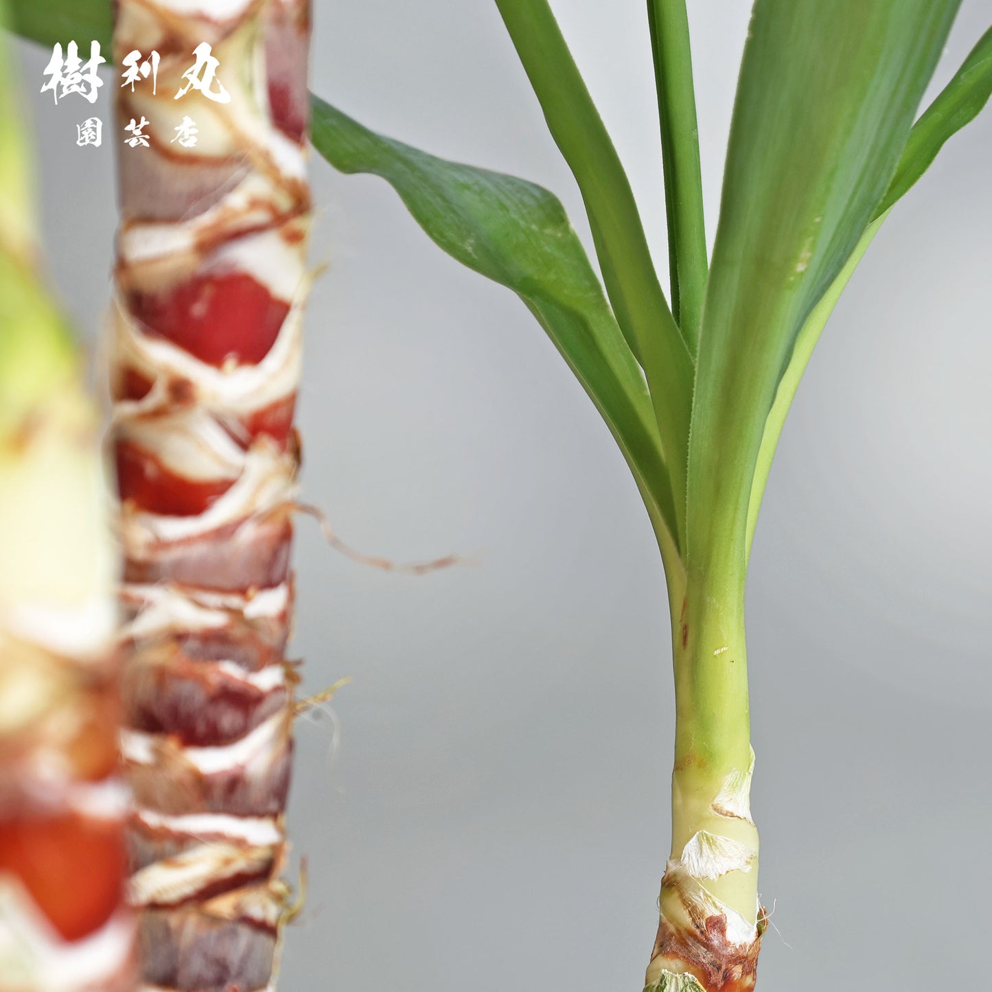 逆風を糧に - ユッカ