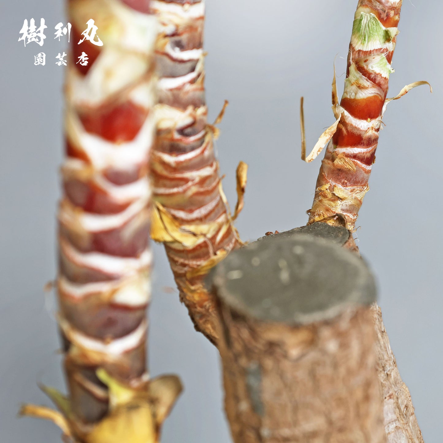 逆風を糧に - ユッカ