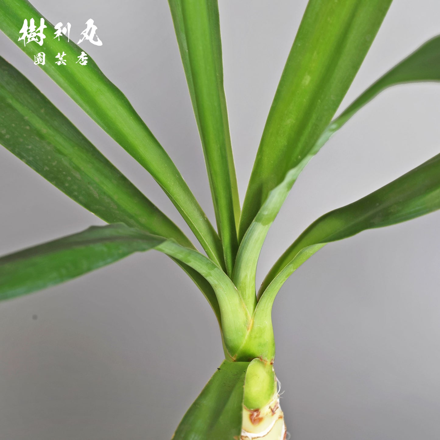 逆風を糧に - ユッカ