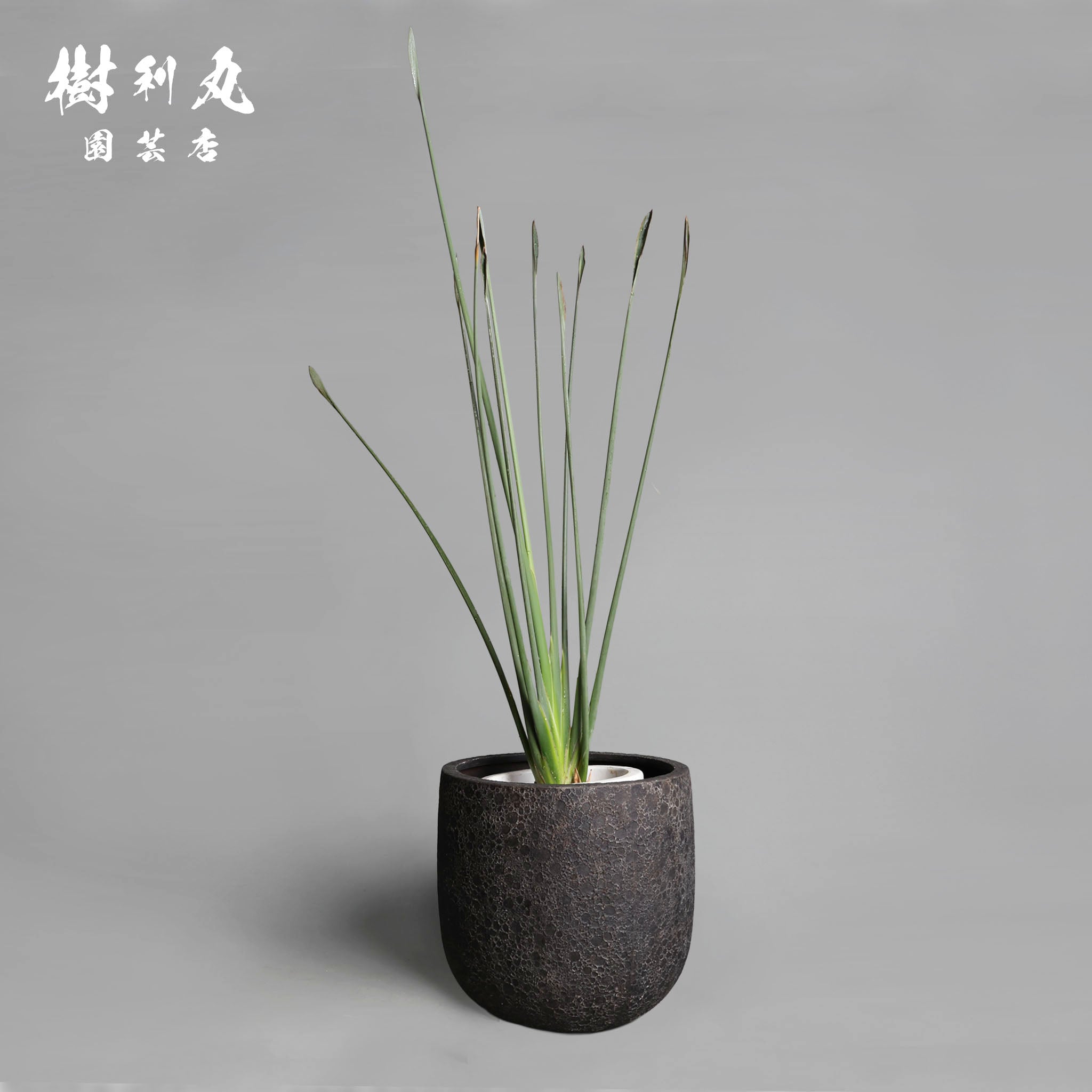 ストレリチア　ユンケア　観葉植物　約110センチ 曲げず、騒がず、通す芯 - ストレリチア・ユンケア｜ストレリチア