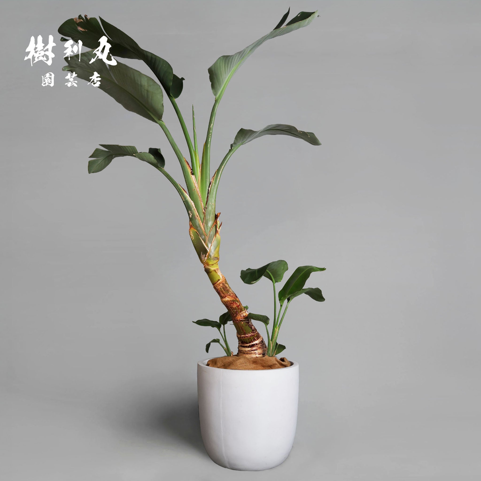 ストレリチア•オーガスタ♪ 142cm♪ ストレリチア オーガスタ 4号 – 鉢人