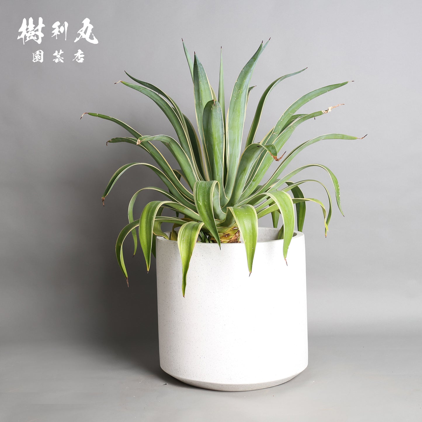 鋭さと厚み、その両立 - アガベ・ベネズエラ