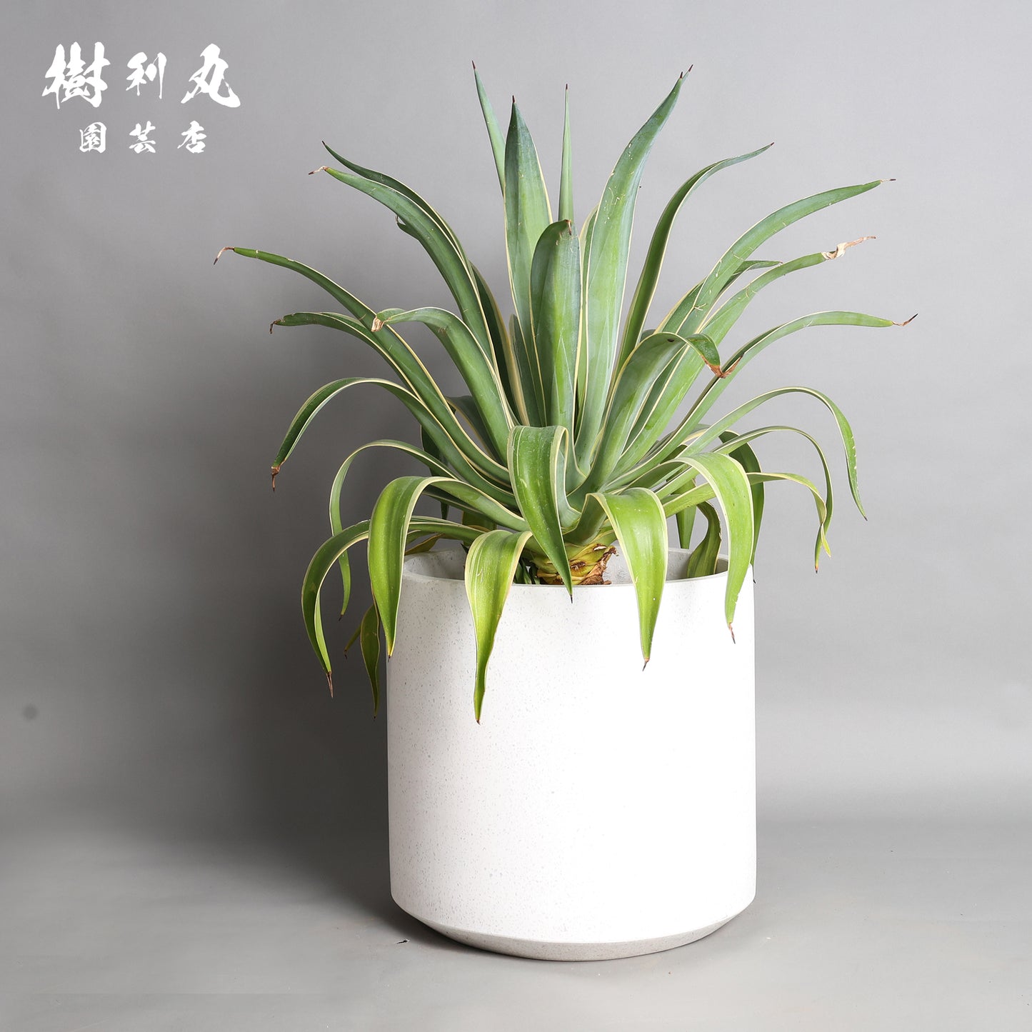 鋭さと厚み、その両立 - アガベ・ベネズエラ