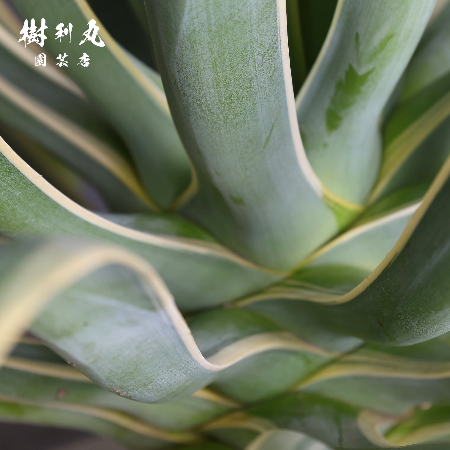 鋭さと厚み、その両立 - アガベ・ベネズエラ