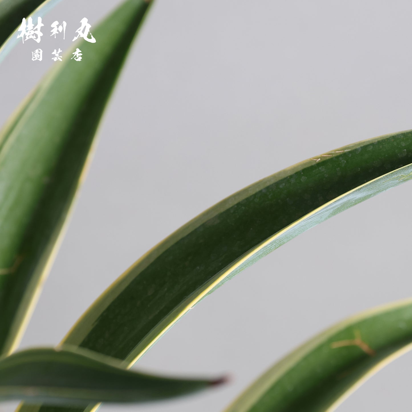 鋭さと厚み、その両立 - アガベ・ベネズエラ