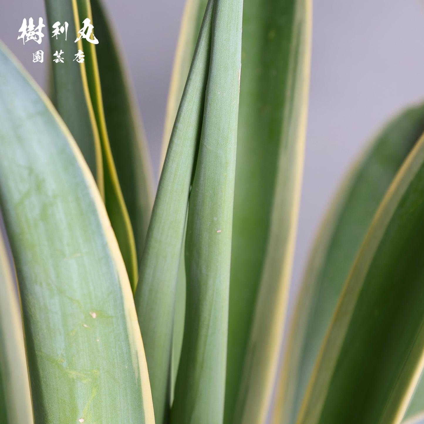 鋭さと厚み、その両立 - アガベ・ベネズエラ