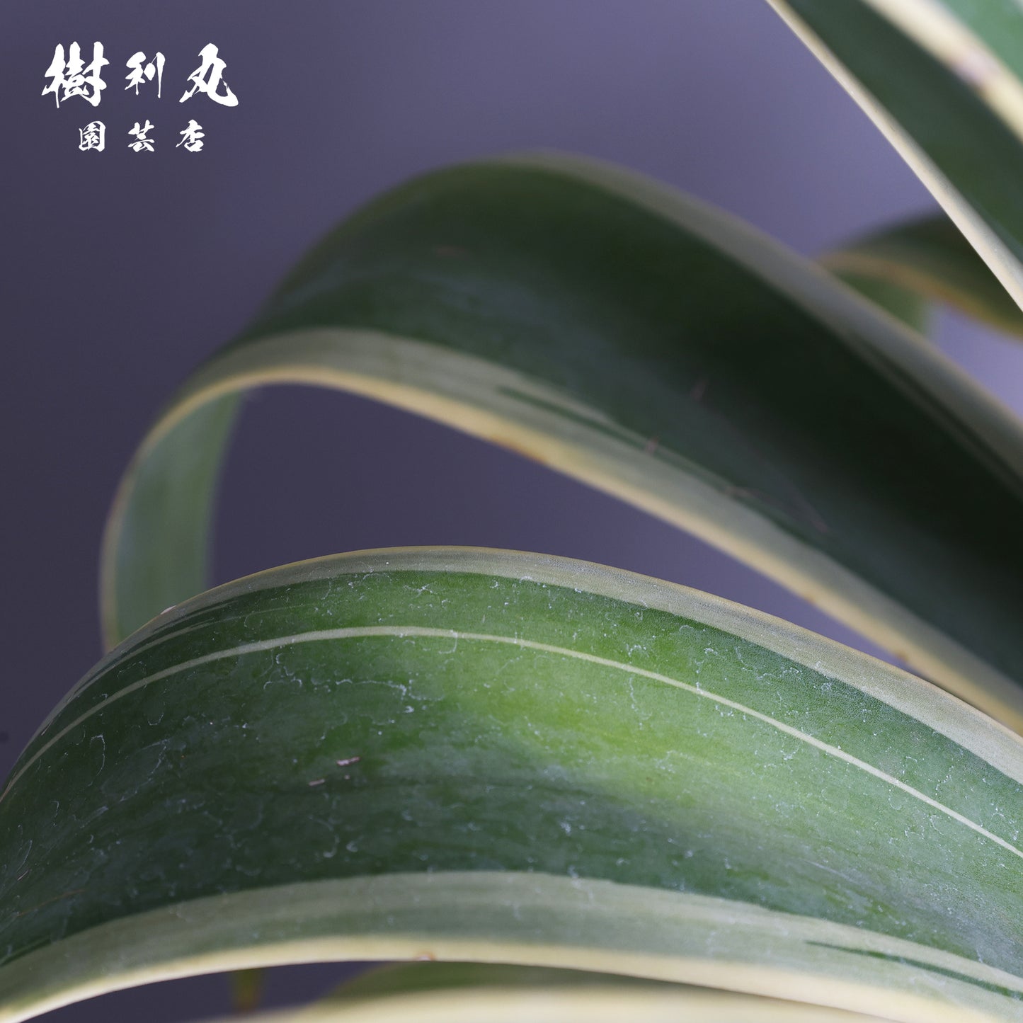 鋭さと厚み、その両立 - アガベ・ベネズエラ