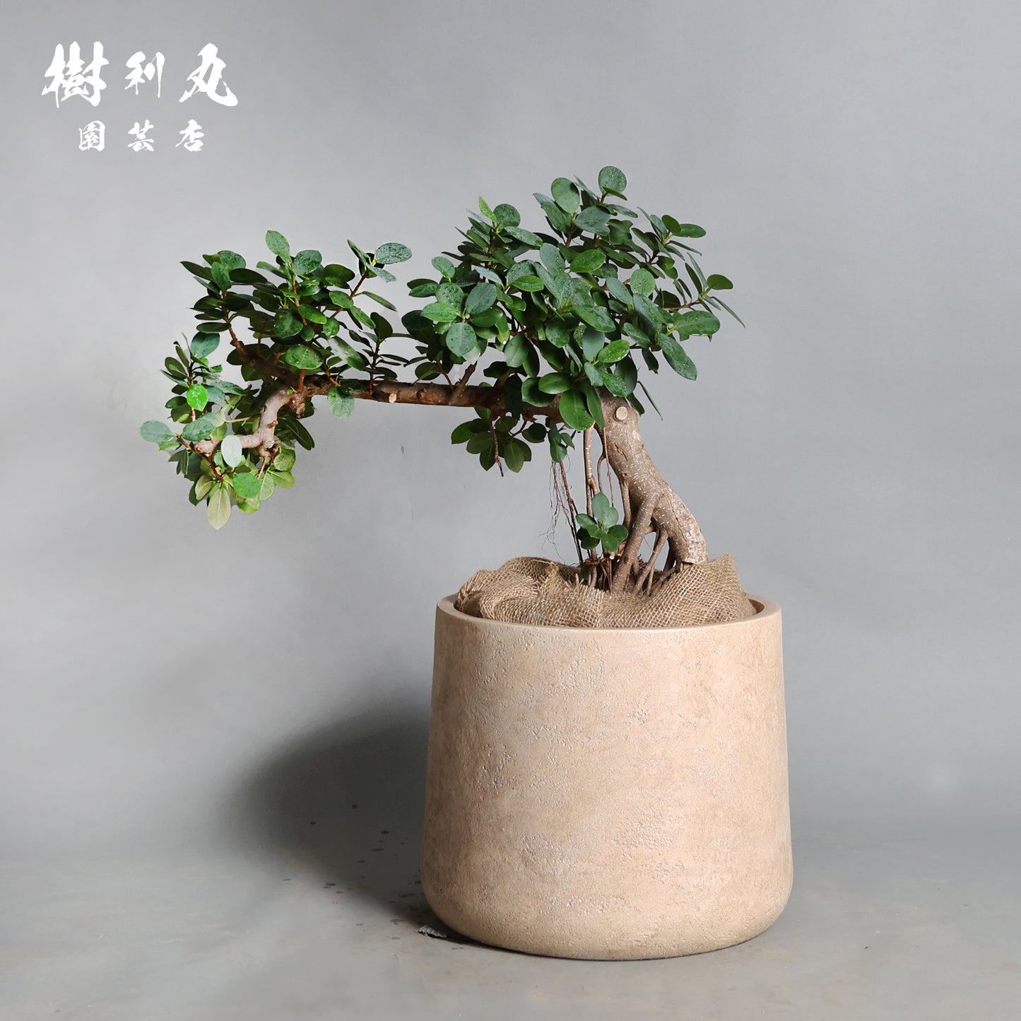 緑が強さを育てる- ガジュマル