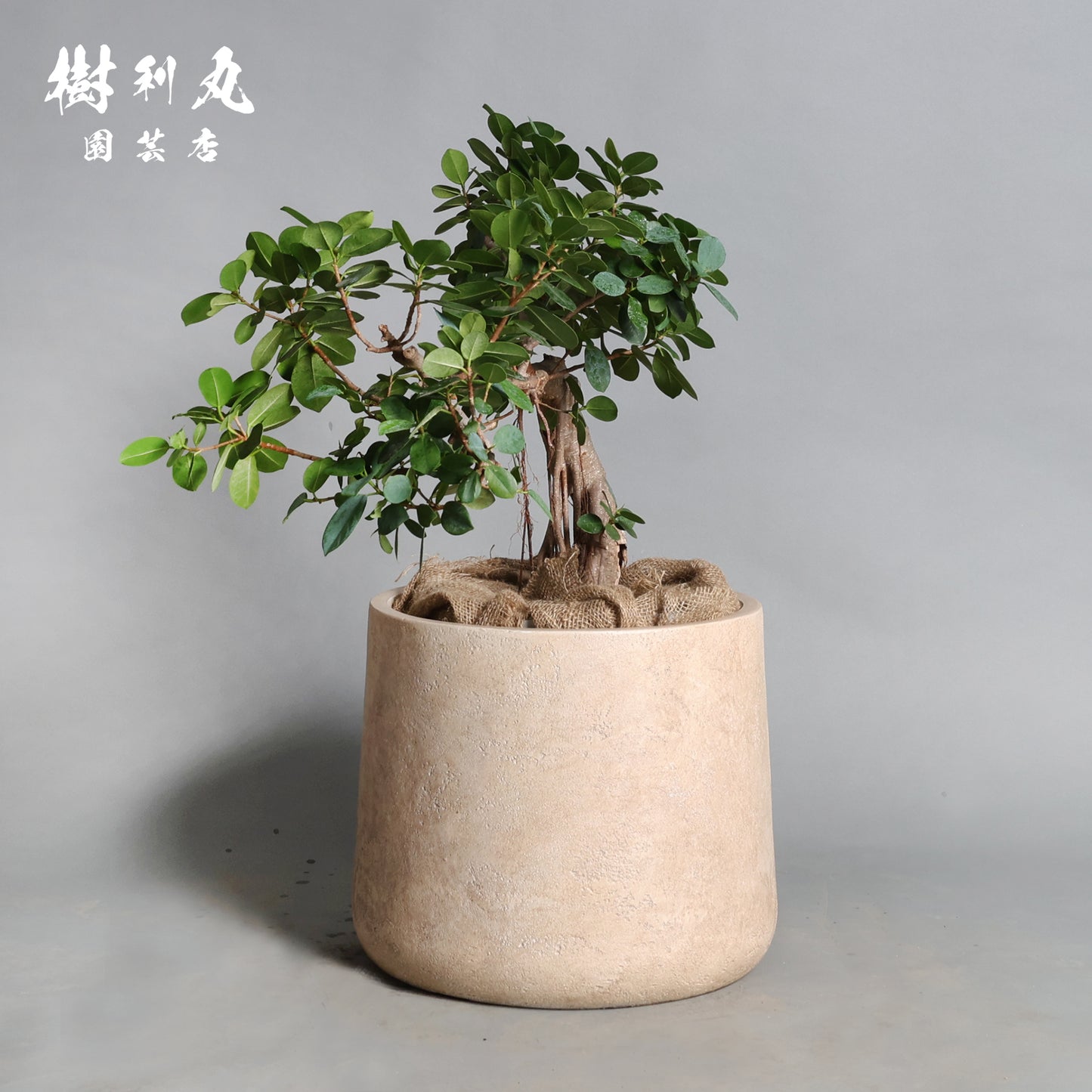 緑が強さを育てる- ガジュマル