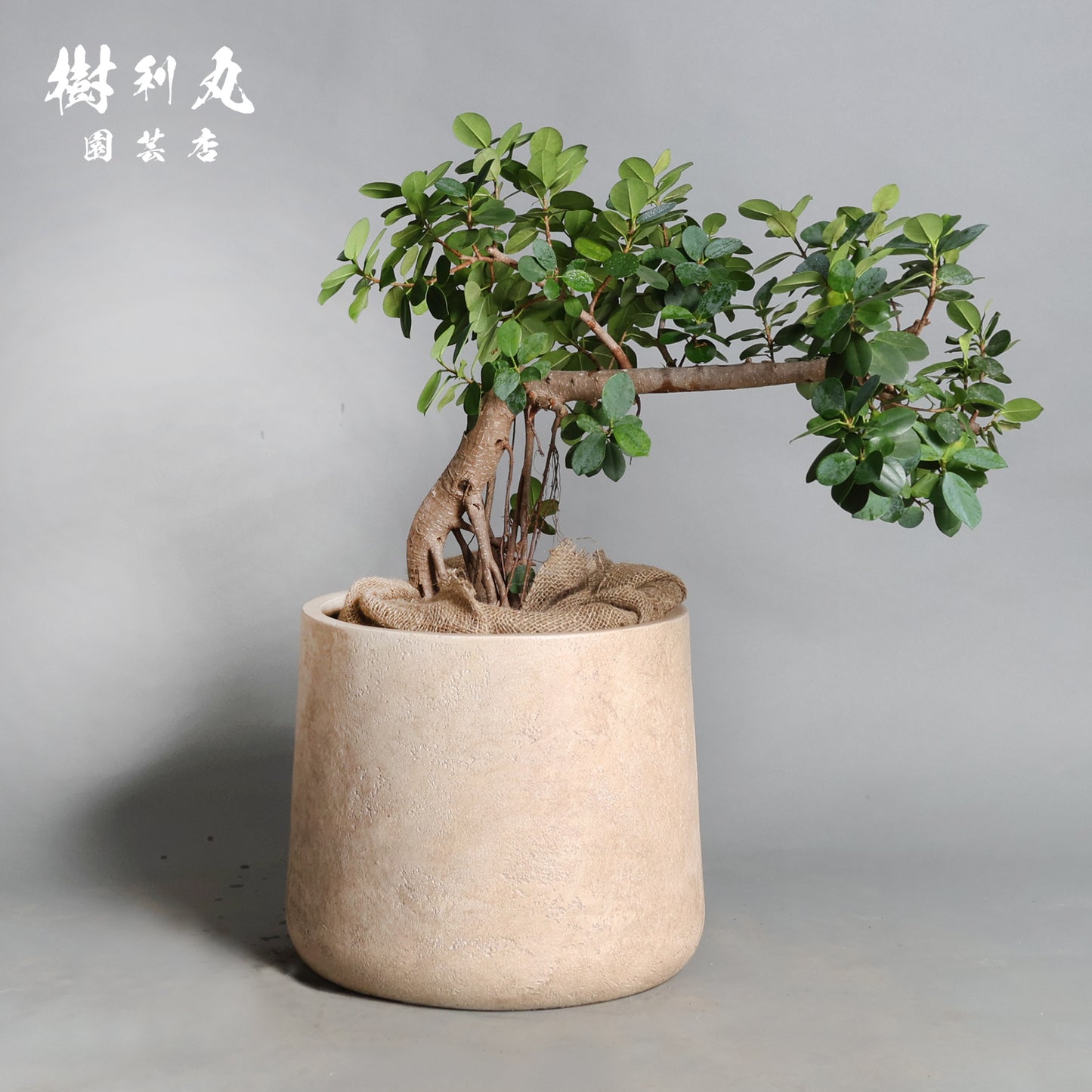 緑が強さを育てる- ガジュマル
