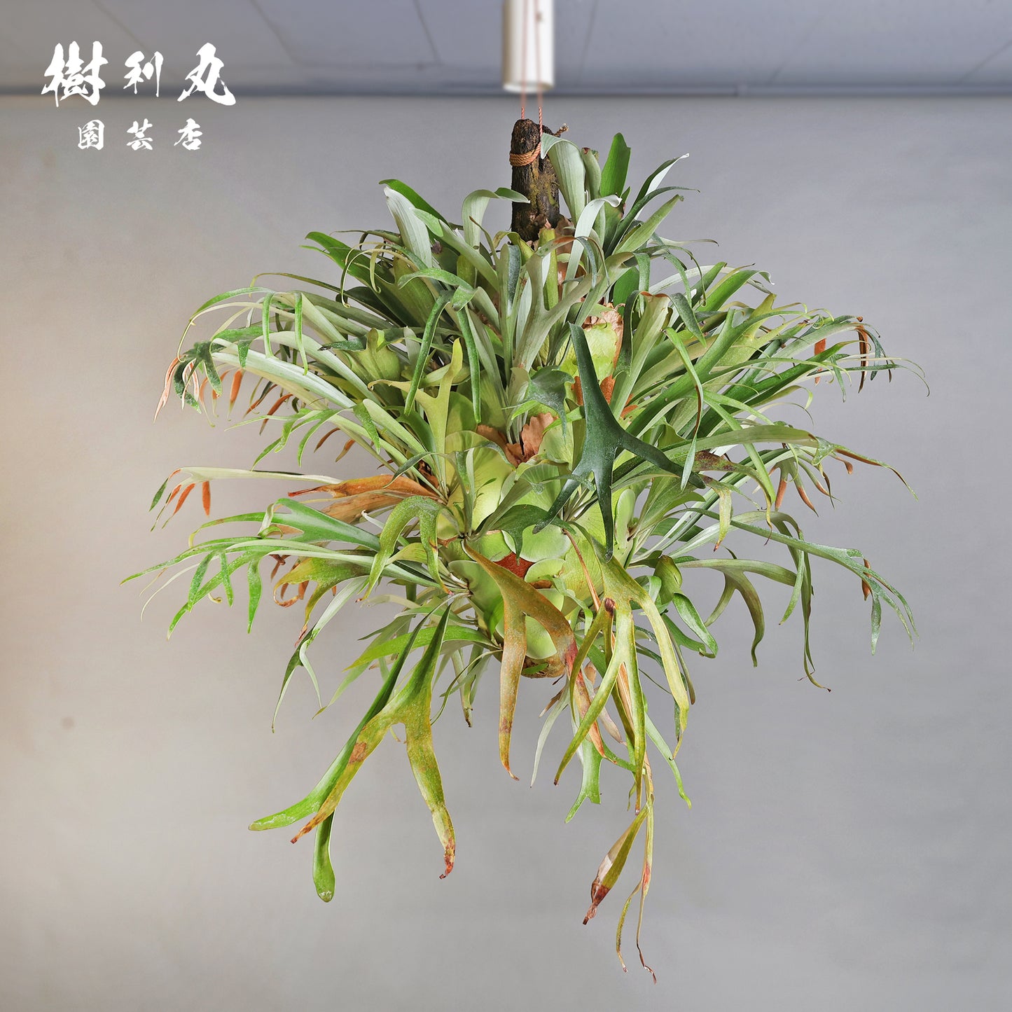 孤高にして、豊穣 - ビカクシダ