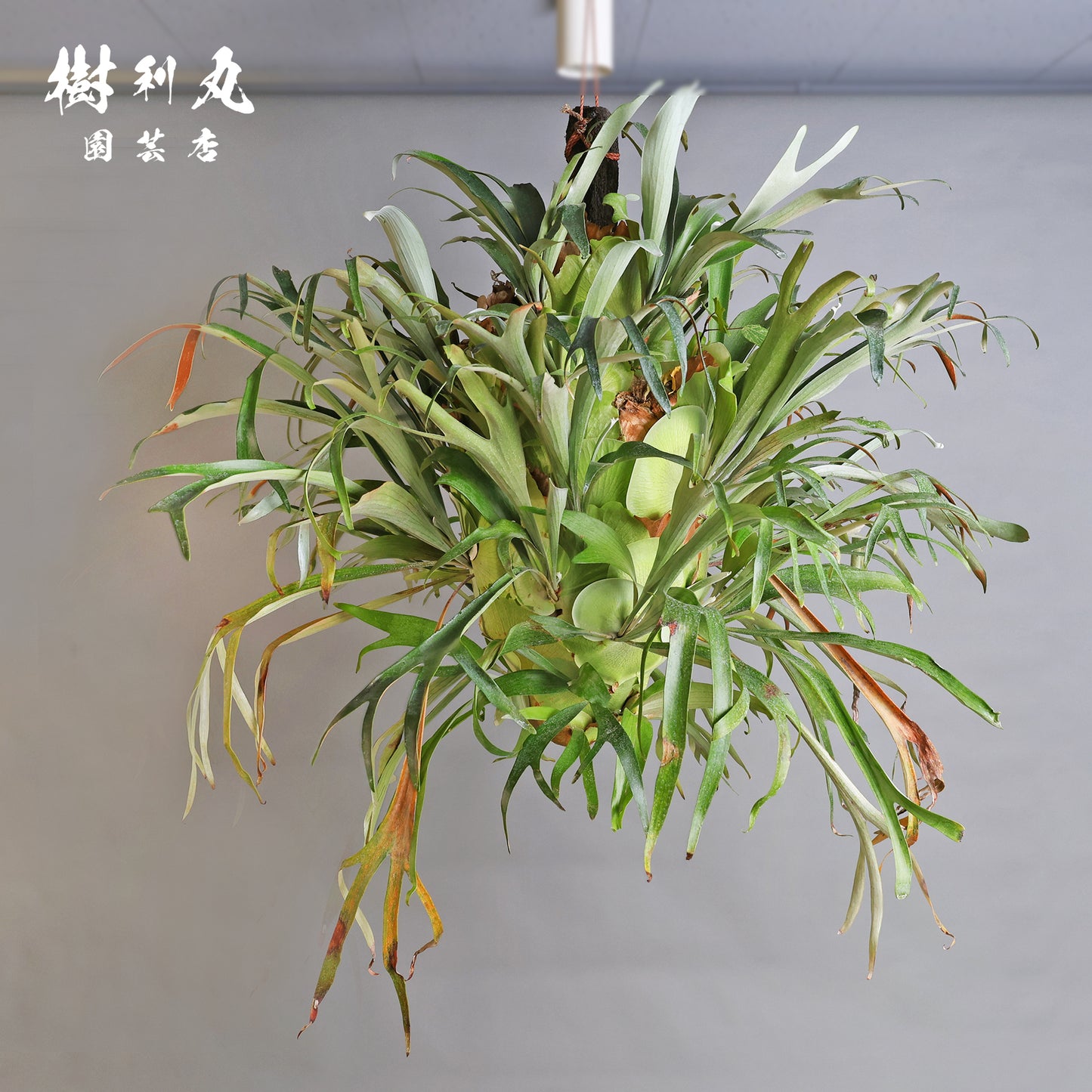 孤高にして、豊穣 - ビカクシダ