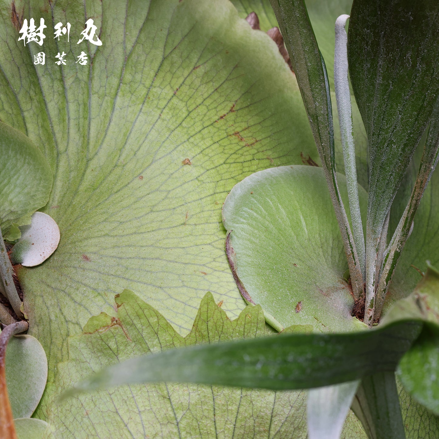 孤高にして、豊穣 - ビカクシダ