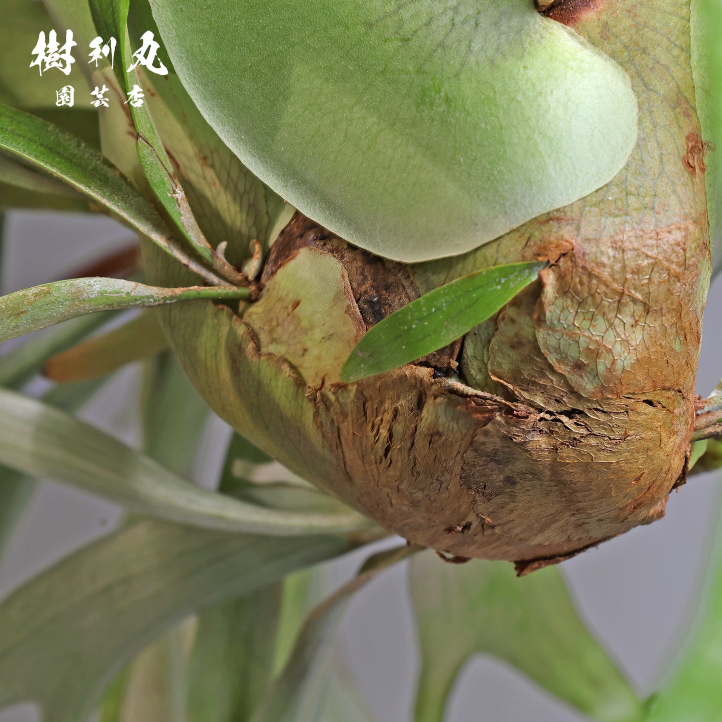 孤高にして、豊穣 - ビカクシダ