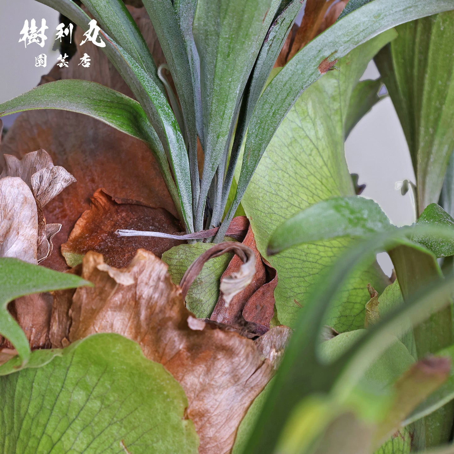 孤高にして、豊穣 - ビカクシダ