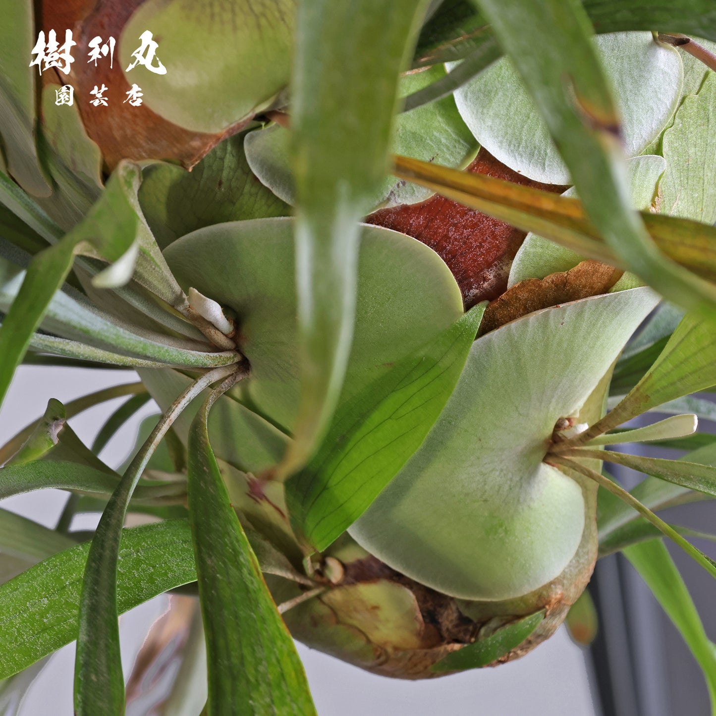 孤高にして、豊穣 - ビカクシダ