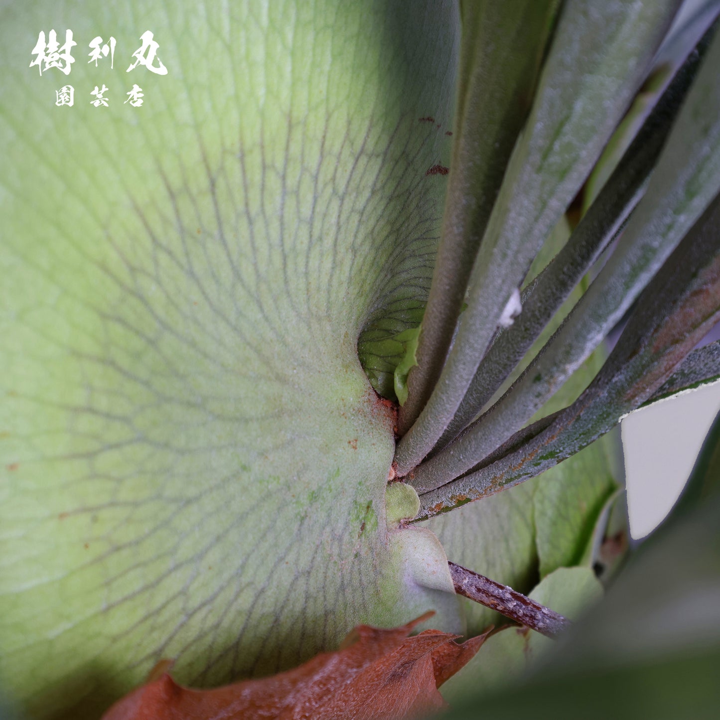 孤高にして、豊穣 - ビカクシダ