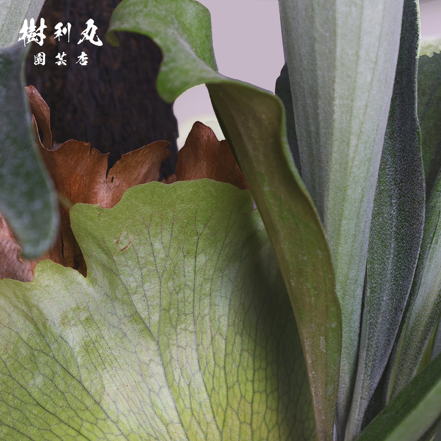 孤高にして、豊穣 - ビカクシダ