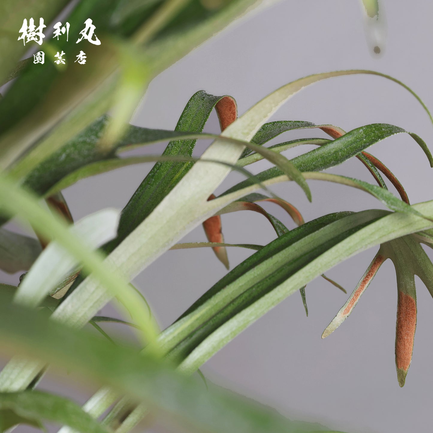 孤高にして、豊穣 - ビカクシダ