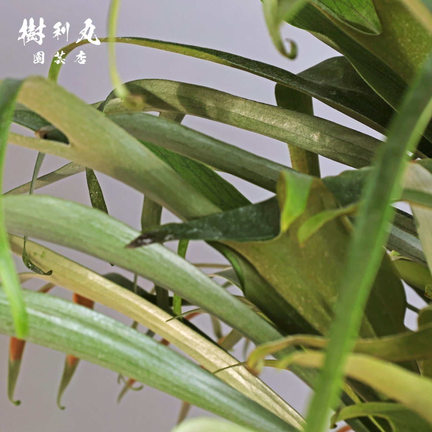 孤高にして、豊穣 - ビカクシダ