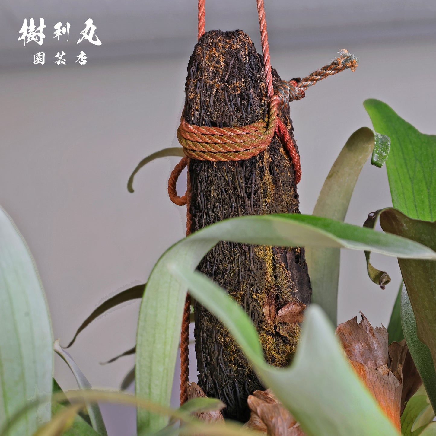 孤高にして、豊穣 - ビカクシダ