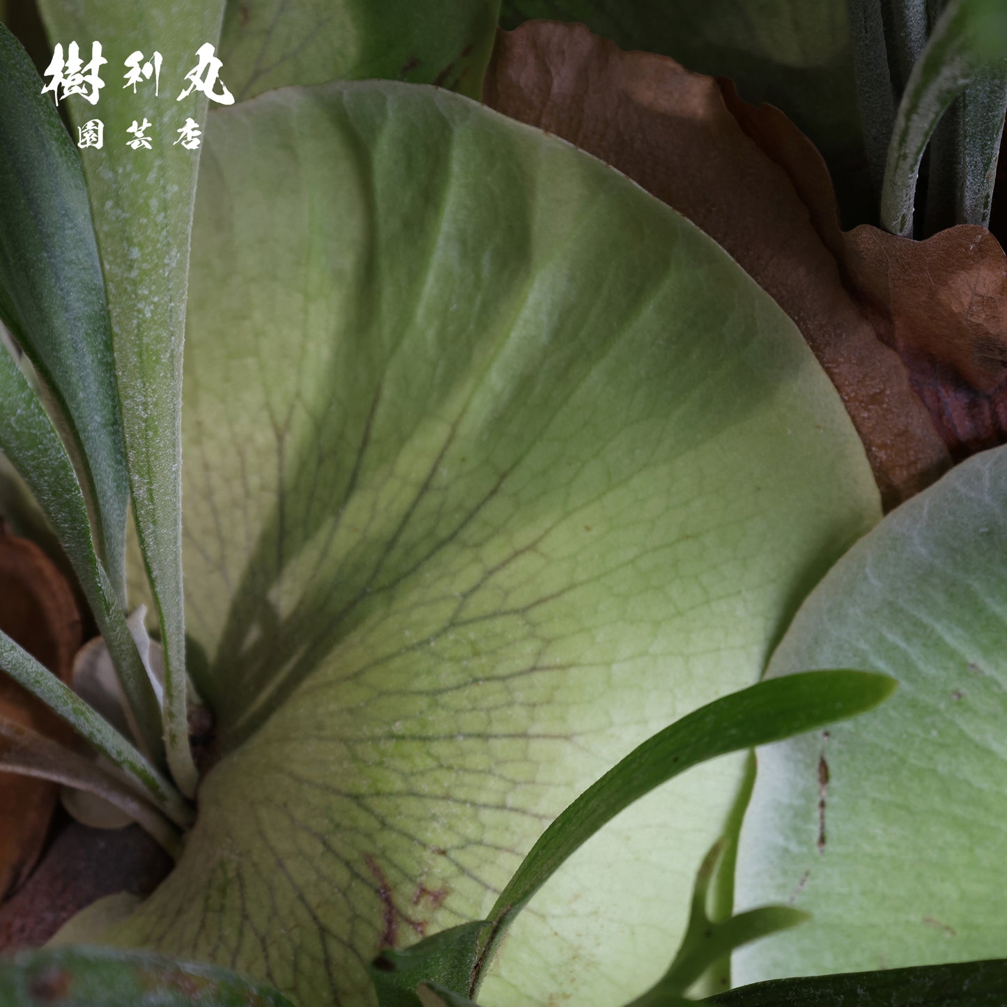 孤高にして、豊穣 - ビカクシダ