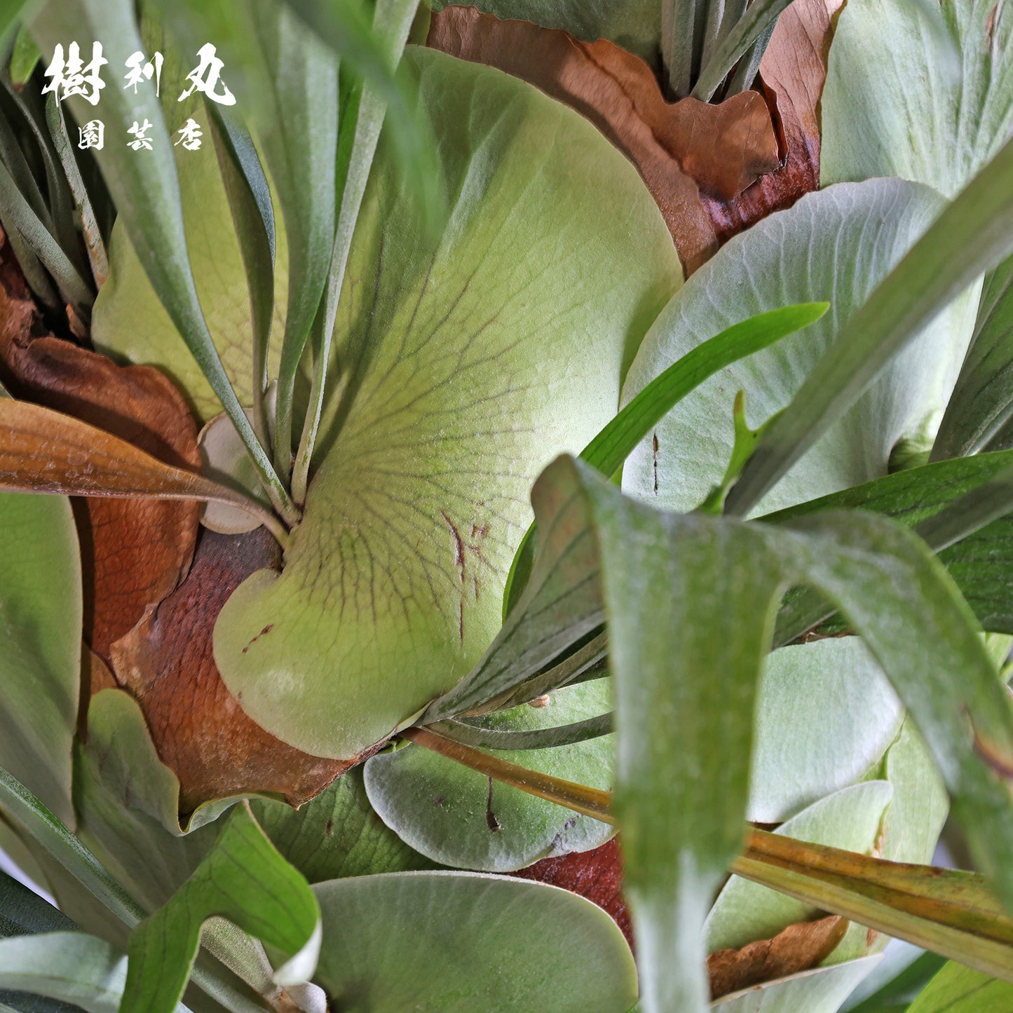 孤高にして、豊穣 - ビカクシダ