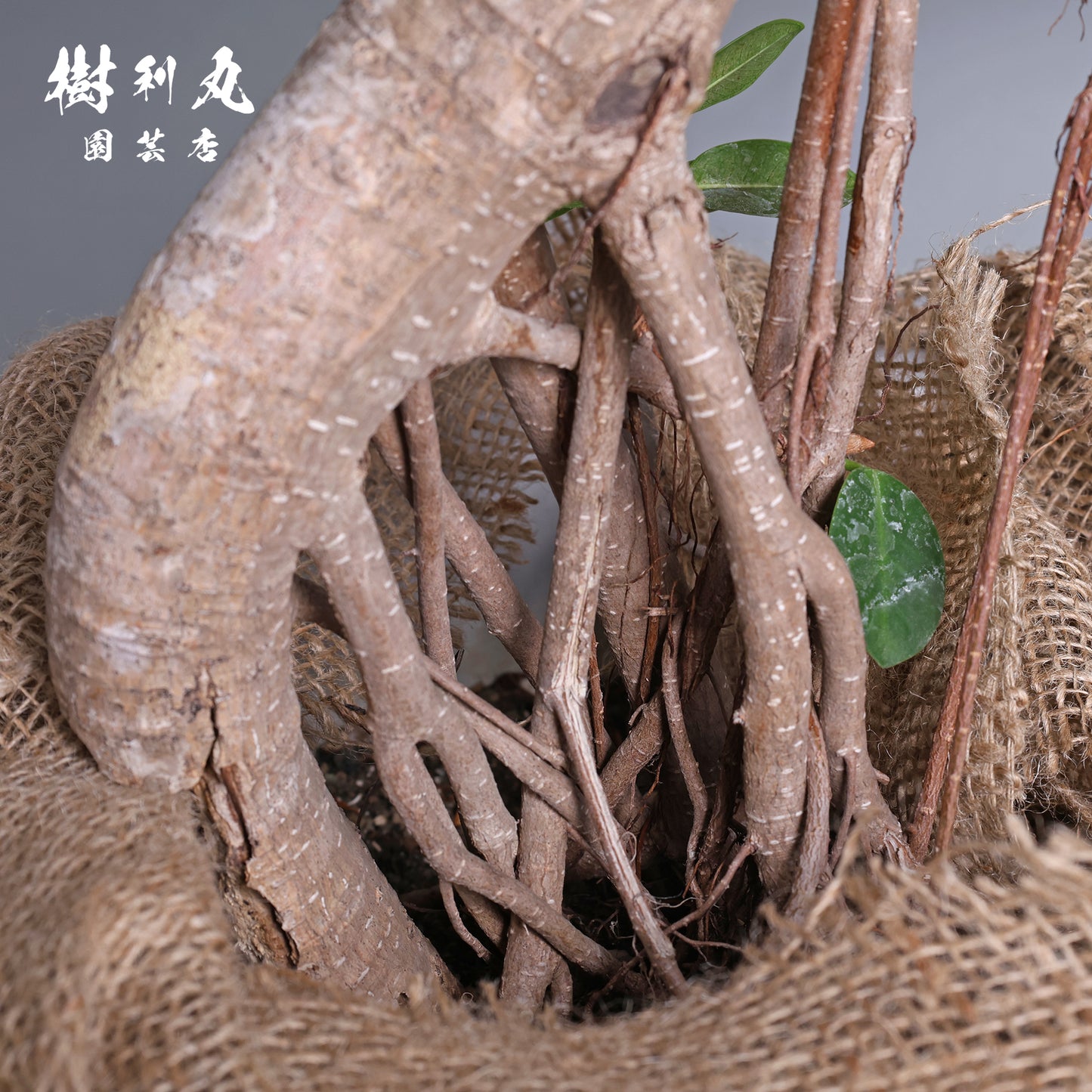 緑が強さを育てる- ガジュマル