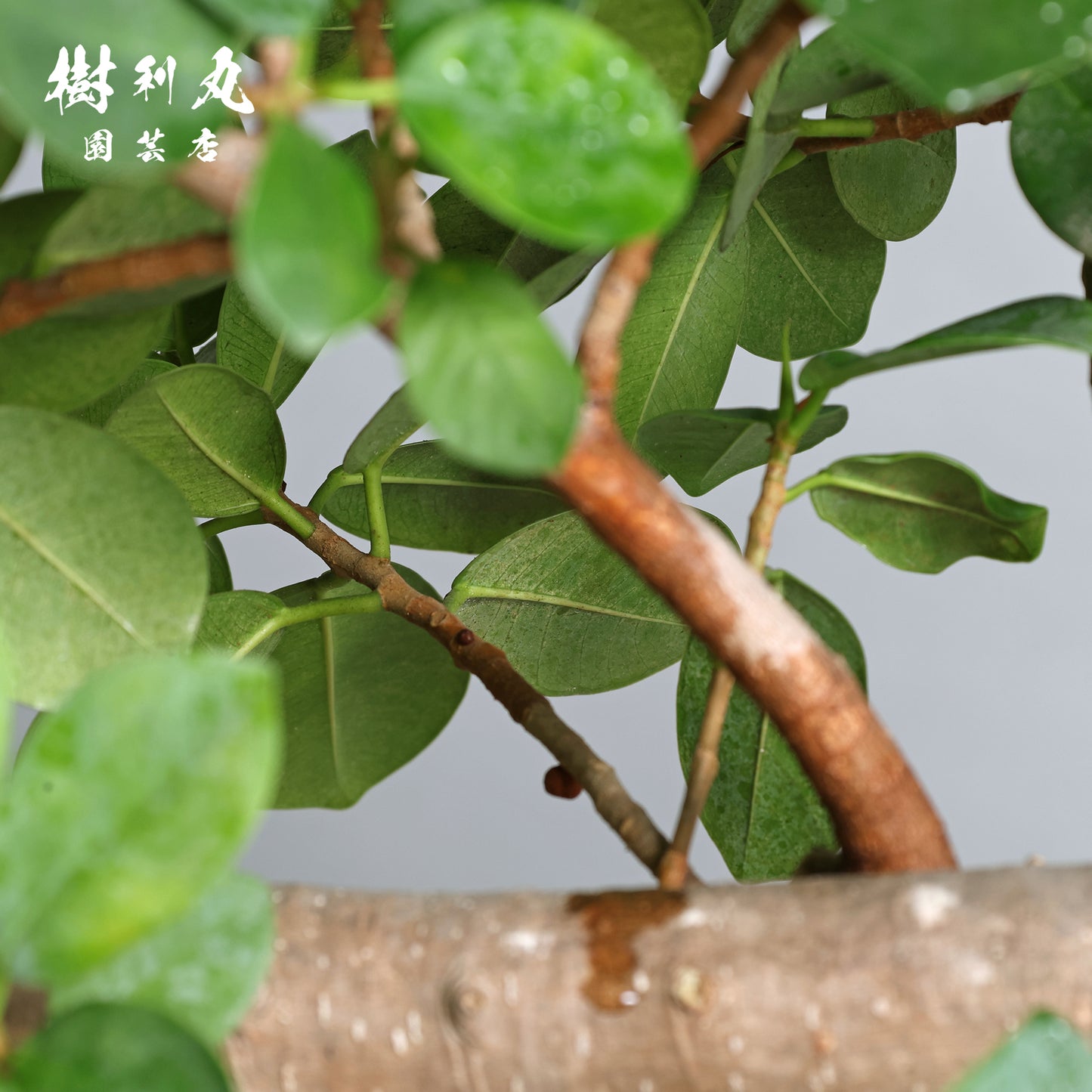 緑が強さを育てる- ガジュマル