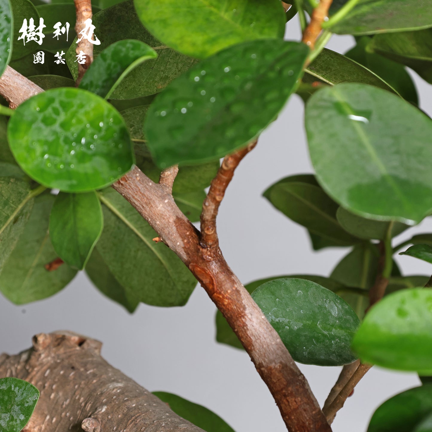緑が強さを育てる- ガジュマル