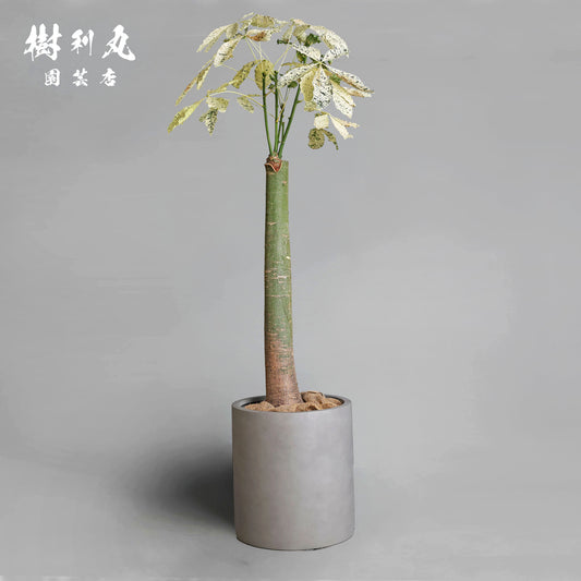 凛として、異彩放つ - パキラ