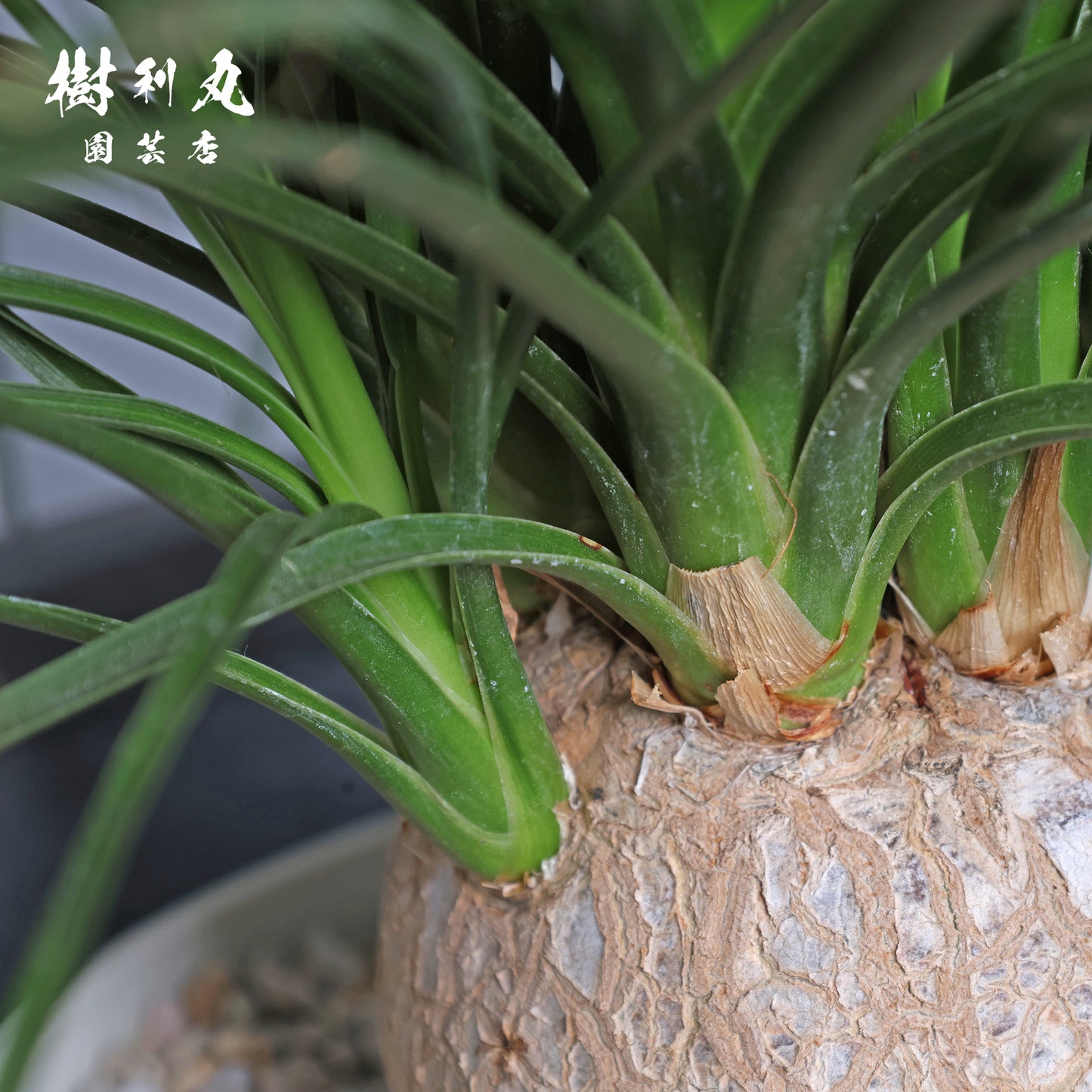 沈黙が、強さを養う - トックリラン